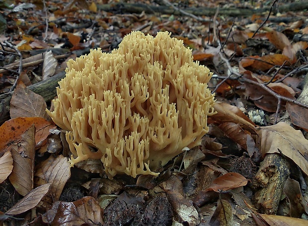 strapačka Ramaria sp.