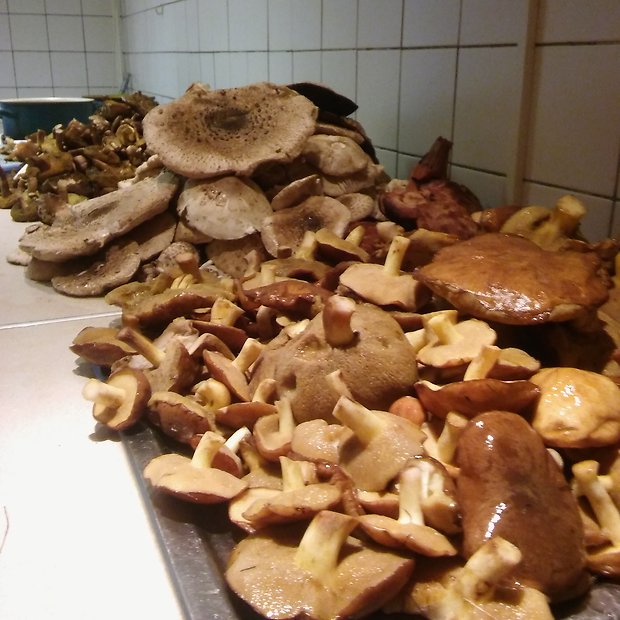 masliak kopcový Suillus collinitus (Fr.) Kuntze