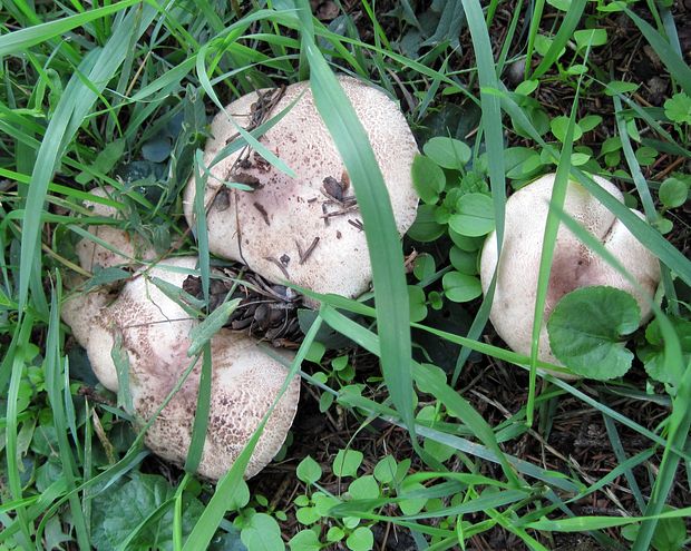 čírovka červenejúca Tricholoma cf. orirubens Quél.