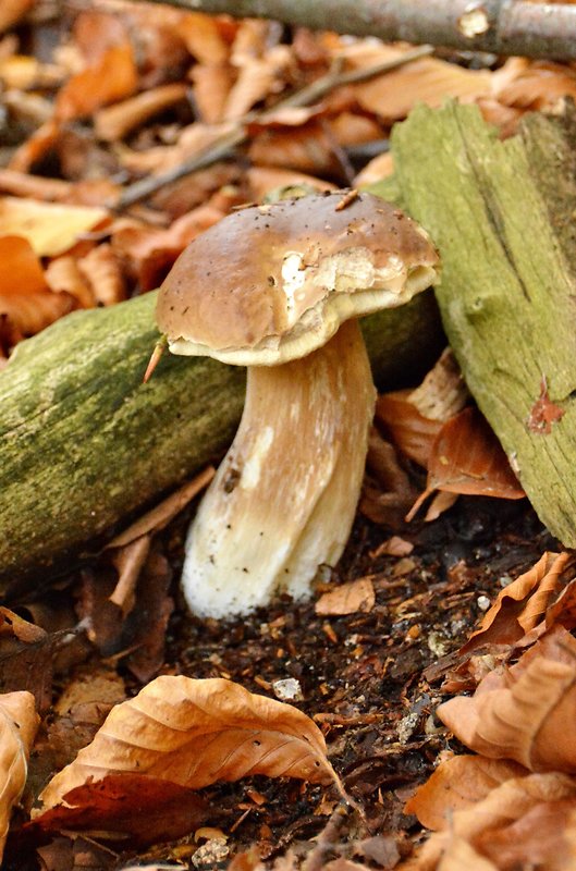 hríb dubový Boletus reticulatus Schaeff.