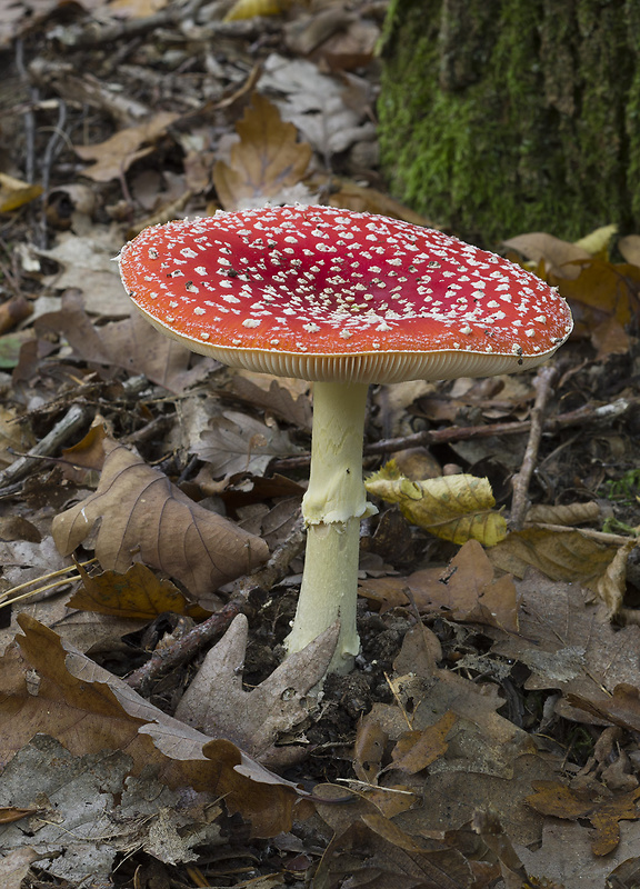 muchotrávka červená Amanita muscaria (L.) Lam.