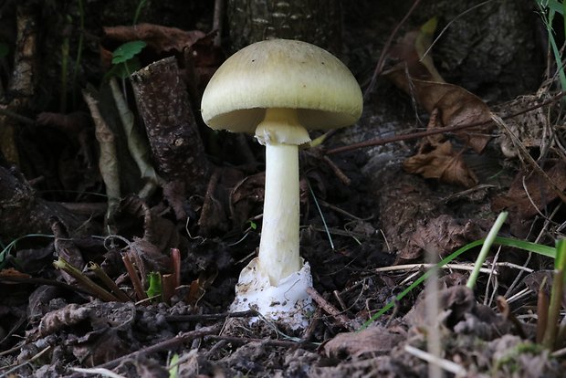 muchotrávka zelená Amanita phalloides (Vaill. ex Fr.) Link