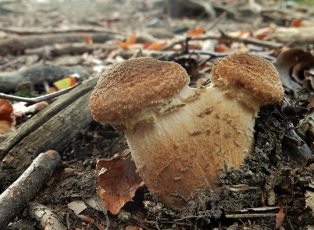 podpňovka obyčajná Armillaria mellea (Vahl) P. Kumm.