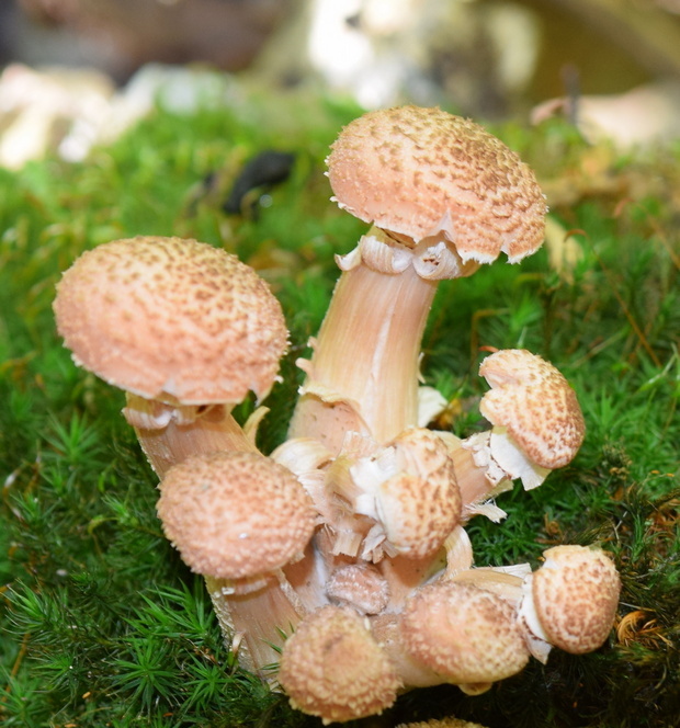 podpňovka Armillaria sp.