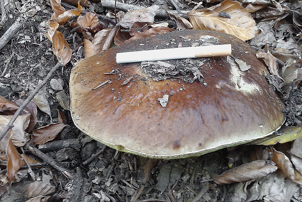 hríb smrekový Boletus edulis Bull.