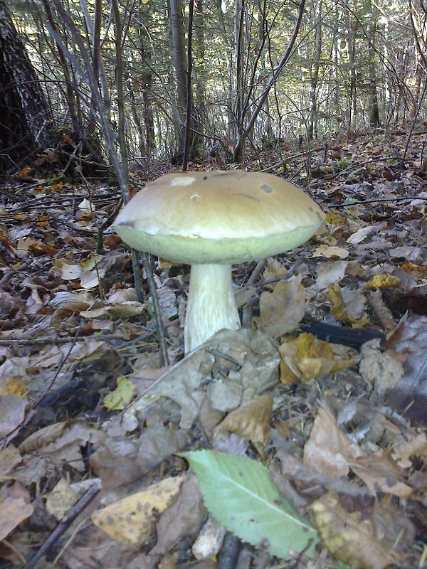 dubák nepravý Boletus edulis Bull.