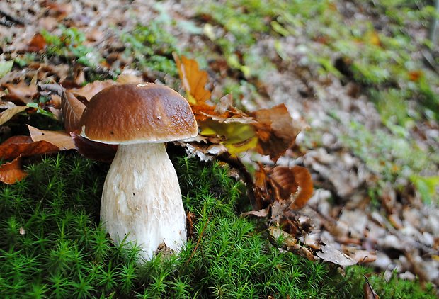 hríb smrekový Boletus edulis Bull.