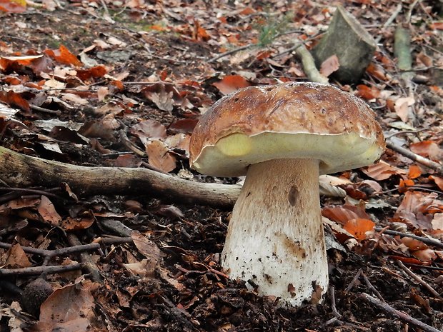 hríb smrekový Boletus edulis Bull.