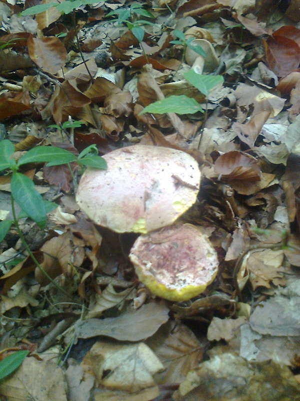 hríb kráľovský Butyriboletus regius (Krombh.) D. Arora & J.L. Frank