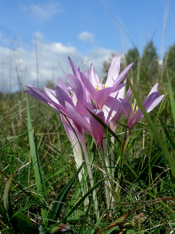 jesienka obyčajná Colchicum autumnale