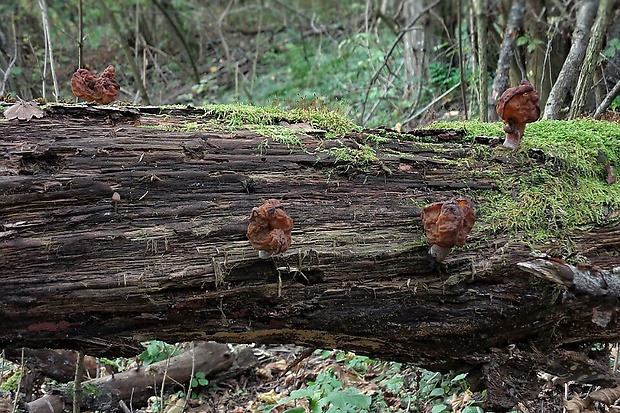 ušiak mitrovitý Gyromitra infula (Schaeff.) Quél.