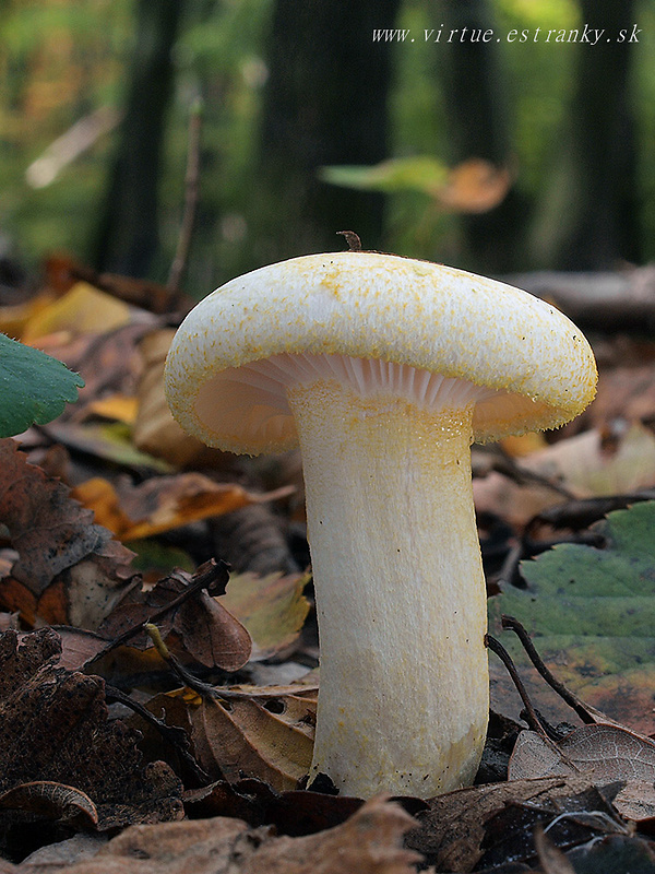 šťavnačka žltovločkatá Hygrophorus chrysodon (Batsch) Fr.