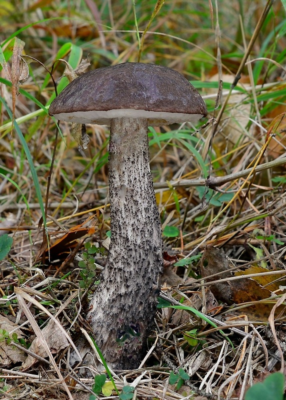 kozák čierny Leccinum melaneum (Smotl.) Pilát & Dermek