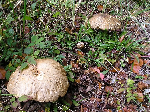 hríb dubový Boletus reticulatus Schaeff.