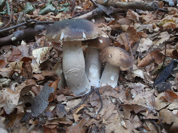 hríb smrekový Boletus edulis Bull.