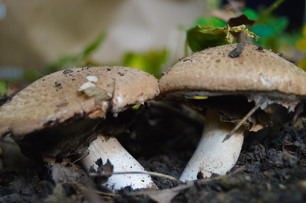 pečiarka lesná Agaricus sylvaticus Schaeff.