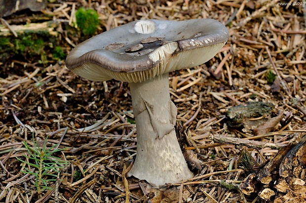 muchotrávka porfýrovosivá Amanita porphyria Alb. & Schwein.