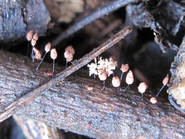 mištička Arcyria sp. ?