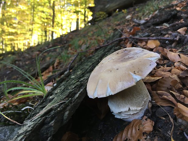 hríb smrekový Boletus edulis Bull.