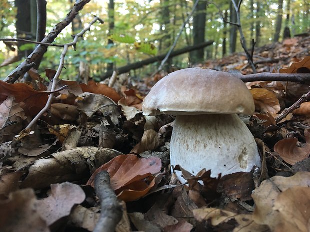 hríb smrekový Boletus edulis Bull.