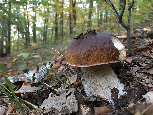 hríb smrekový Boletus edulis Bull.