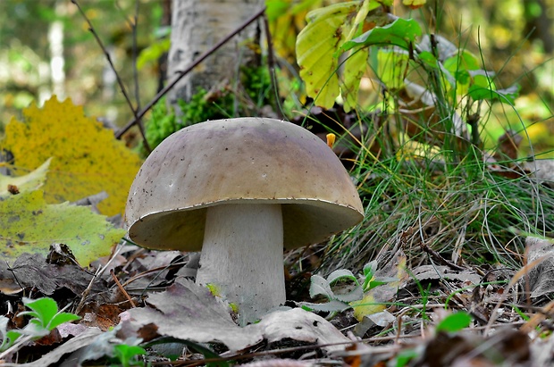 hríb smrekový Boletus edulis Bull.