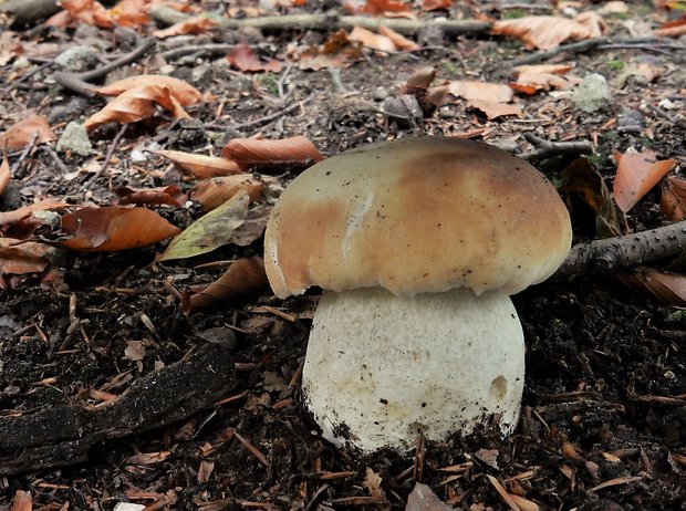 hríb smrekový Boletus edulis Bull.