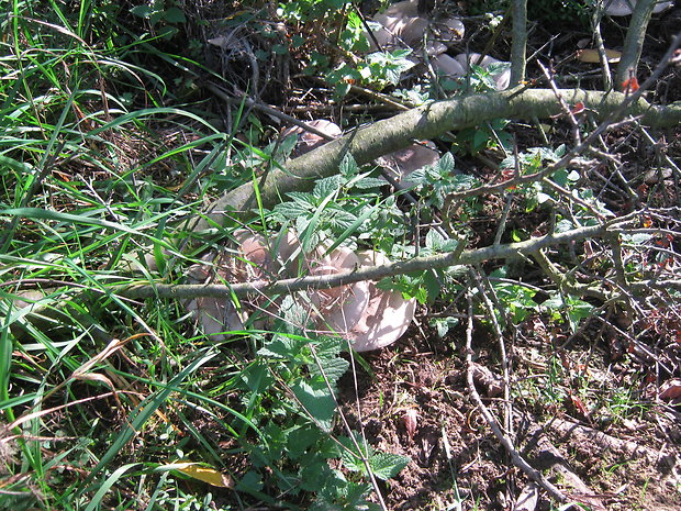 strmuľka inovaťová Clitocybe nebularis (Batsch) P. Kumm.