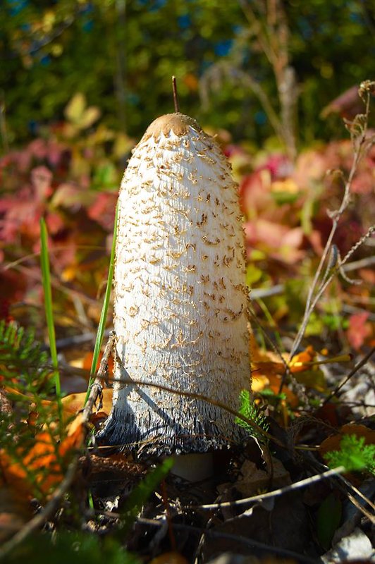 hnojník obyčajný Coprinus comatus (O.F. Müll.) Pers.