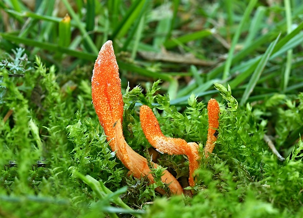 žezlovka hmyzová Cordyceps militaris (Fr.) Link