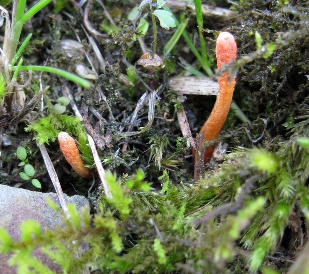 žezlovka hmyzová Cordyceps militaris (Fr.) Link