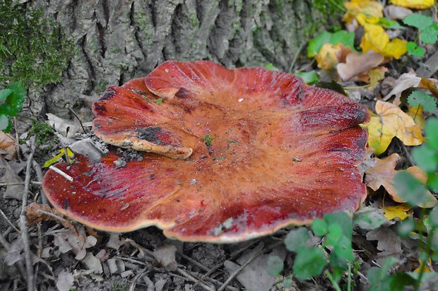 pečeňovec dubový Fistulina hepatica (Schaeff.) With.