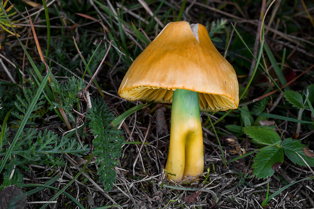 lúčnica žltozelená Gliophorus psittacinus (Schaeff.) Herink