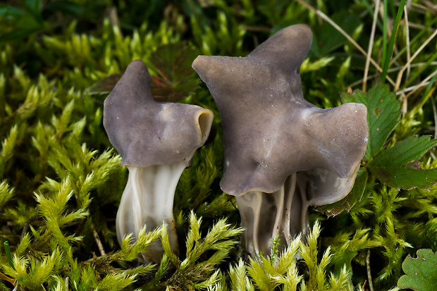 chriapač jamkatý Helvella lacunosa Afzel.