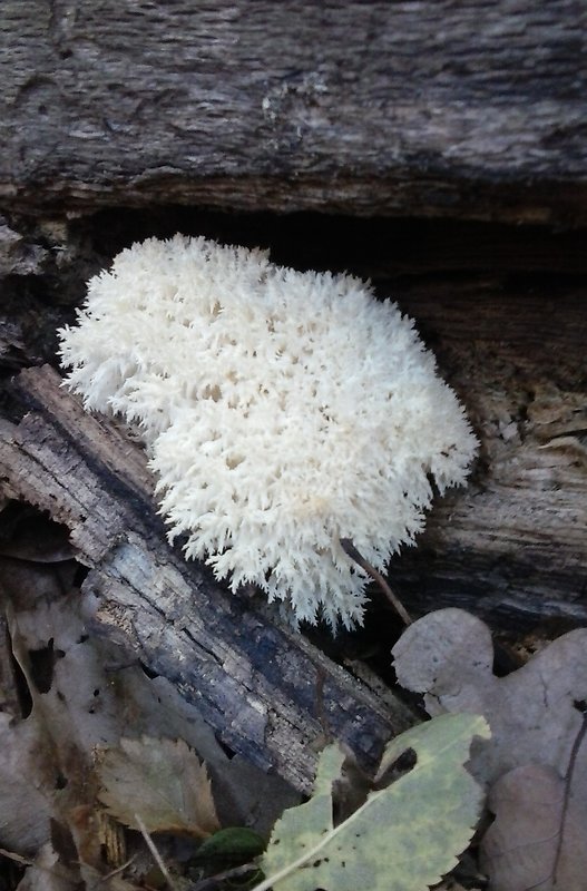 koralovec bukový Hericium coralloides (Scop.) Pers.