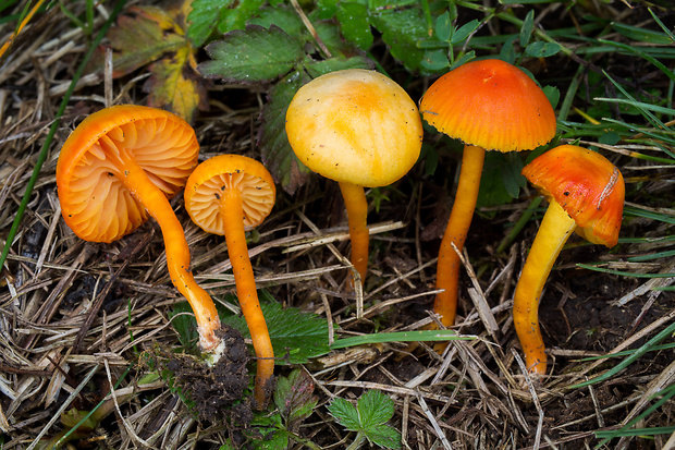 lúčnica horká Hygrocybe mucronella (Fr.) P. Karst.