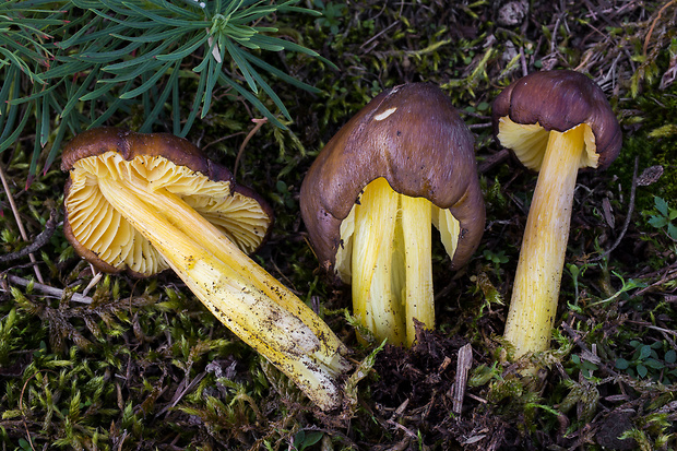 lúčnica hnedožltá Hygrocybe spadicea P. Karst.