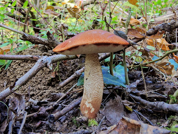 kozák dubový Leccinum aurantiacum (Bull.) Gray