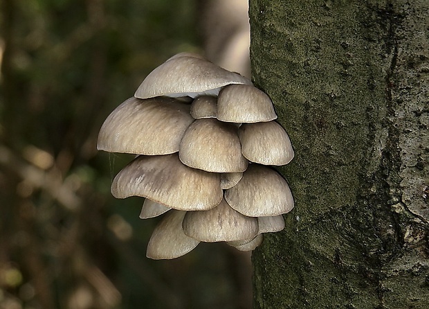 hliva závojová Pleurotus calyptratus (Lindblad ex Fr.) Sacc.