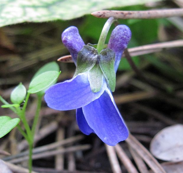 fialka Viola sp.