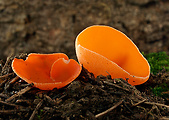 tanierovka oranžová