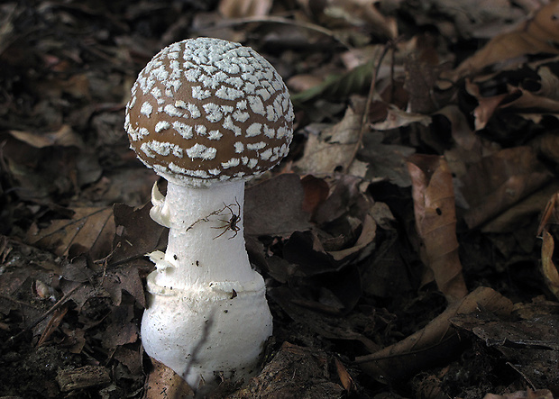 muchotrávka tigrovaná Amanita pantherina (DC.) Krombh.