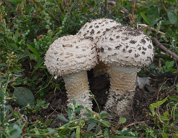 muchotrávka Vittadiniho Amanita vittadinii (Moretti) Vittad.