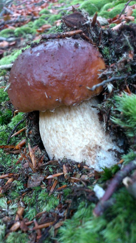 hríb smrekový Boletus edulis Bull.