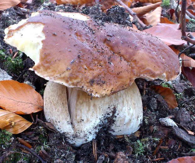 hríb smrekový Boletus edulis Bull.