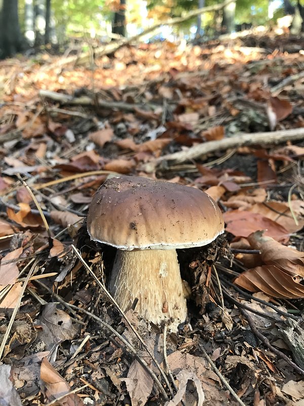 hríb smrekový Boletus edulis Bull.