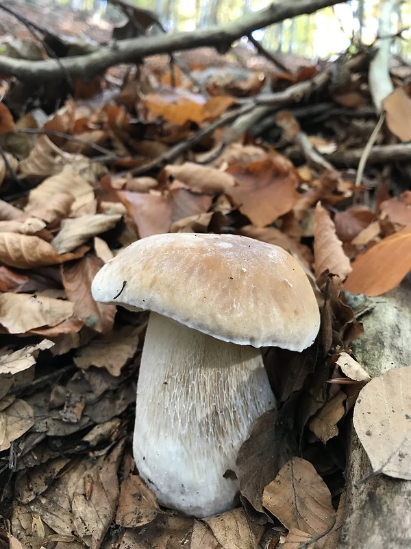 hríb smrekový Boletus edulis Bull.