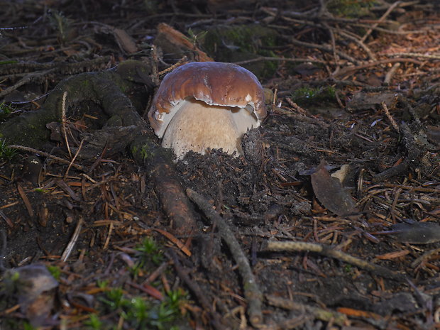 hríb smrekový Boletus edulis Bull.