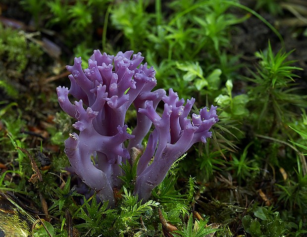 kyjačik Zollingerov Clavaria zollingeri Lév.