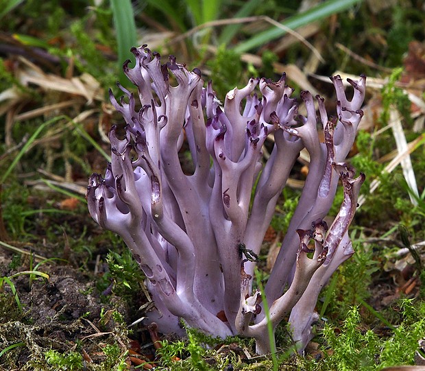 kyjačik Zollingerov Clavaria zollingeri Lév.